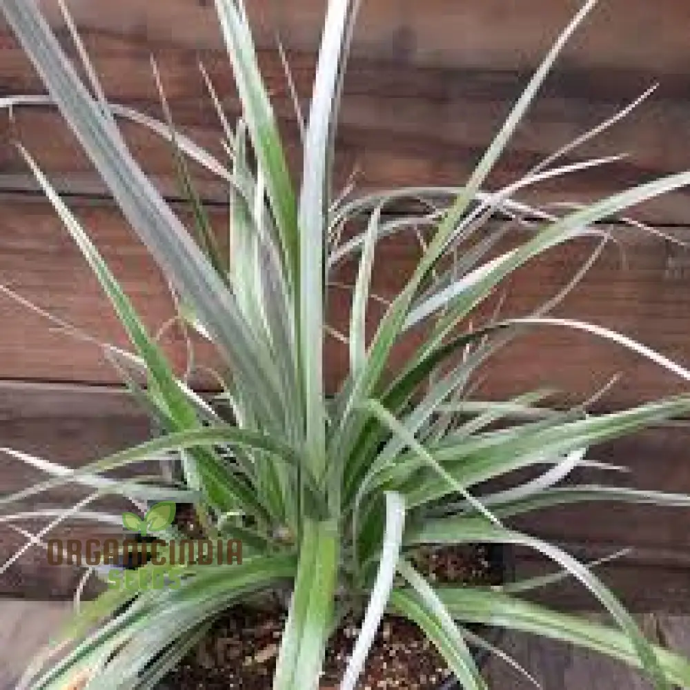 Astelia Banksii Seeds For Planting - A Lush and Striking Addition to Your Outdoor Space - Image 2