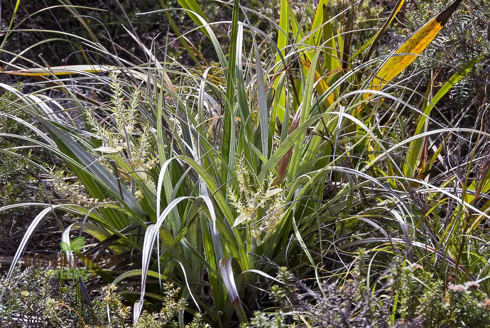 Astelia Banksii Seeds For Planting - A Lush and Striking Addition to Your Outdoor Space - Image 3