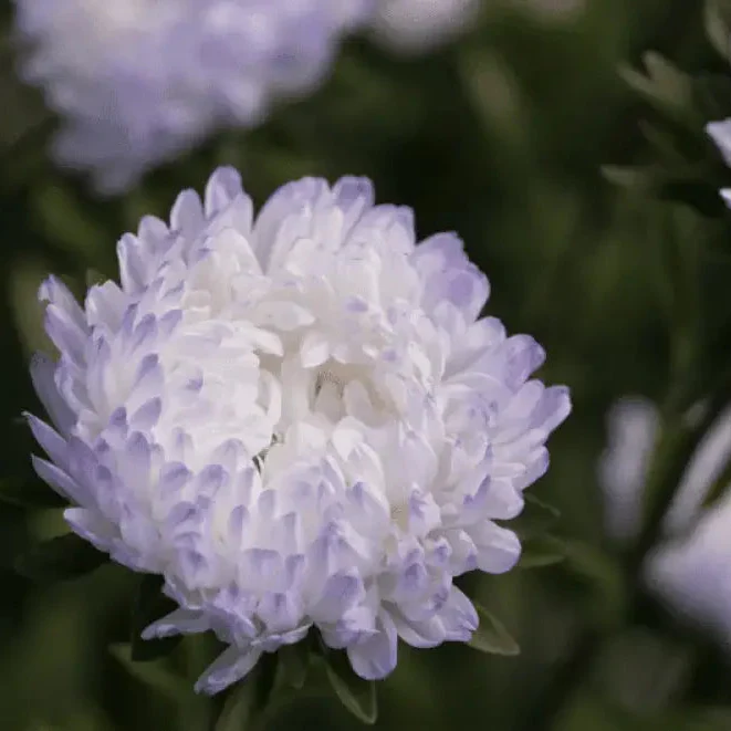Aster Duchess Blue Ice Seeds - Beautiful Flowers for Your Garden - Image 3