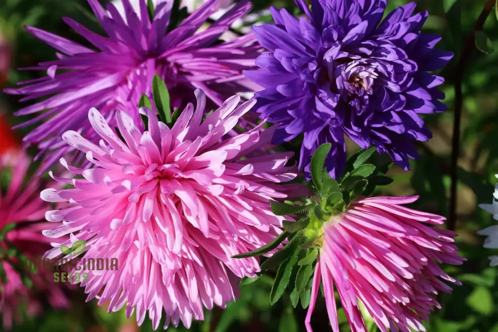 Aster (Michaelmas Daisy) Ostrich Plume Mix Seeds - Perfect for Planting Vibrant and Lush Gardens - Image 3