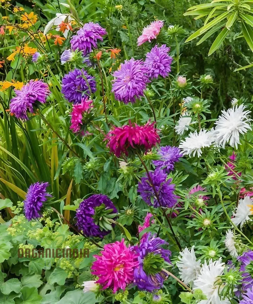 Aster (Michaelmas Daisy) Ostrich Plume Mix Seeds - Perfect for Planting Vibrant and Lush Gardens - Image 4