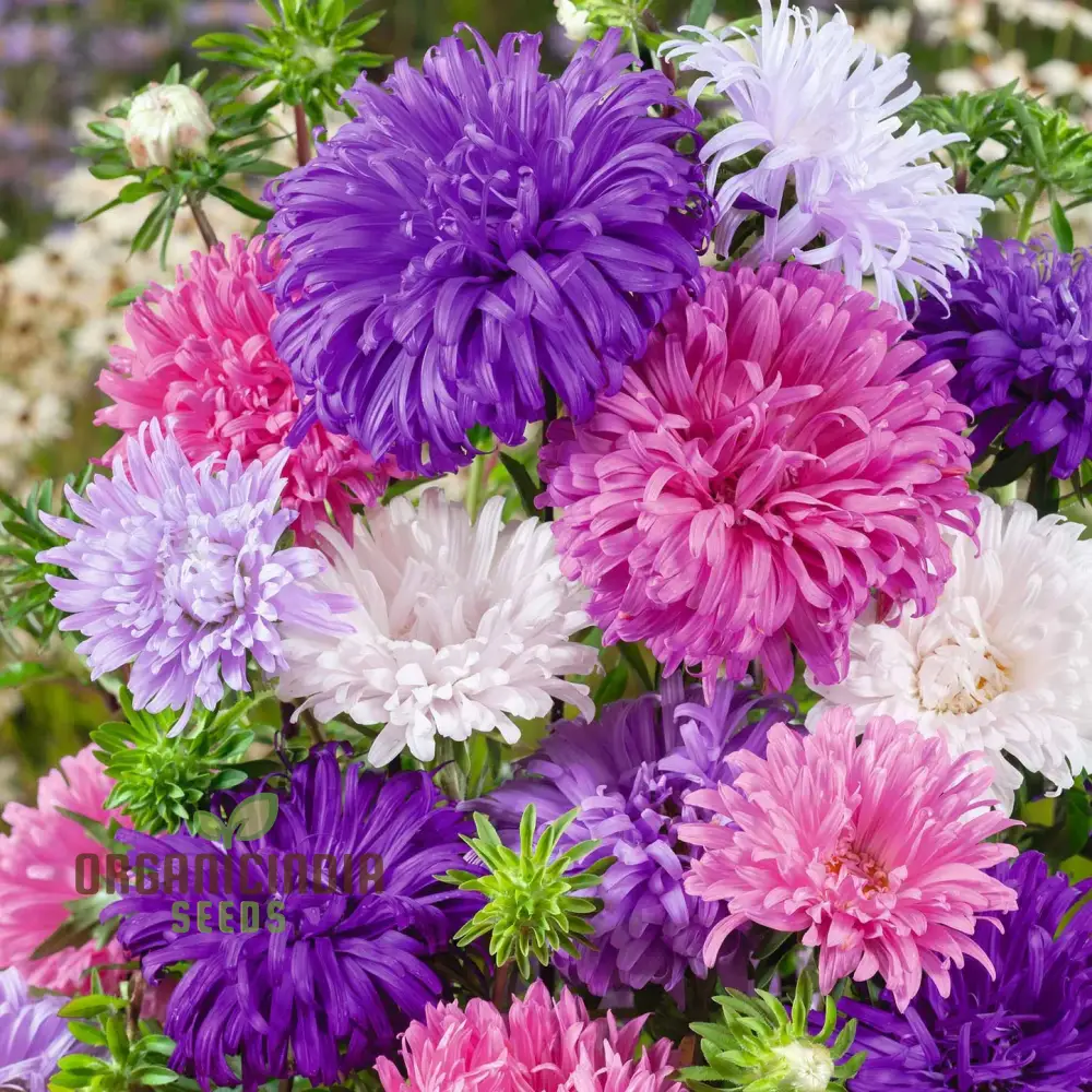 Aster Ostrich Plume Seeds - Cultivate Elegant, Feathery Blooms for Your Garden