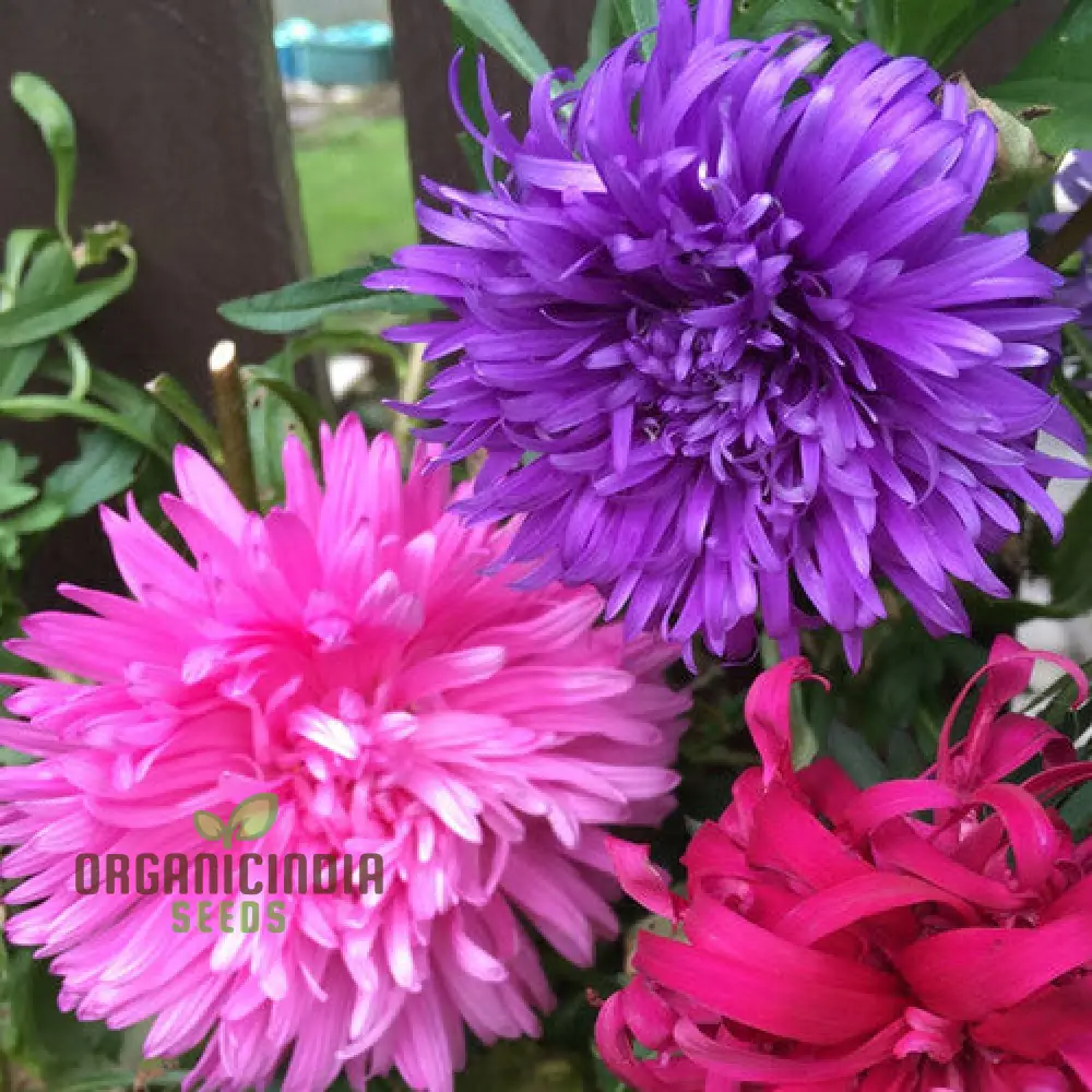 Aster Ostrich Plume Seeds - Cultivate Elegant, Feathery Blooms for Your Garden - Image 3