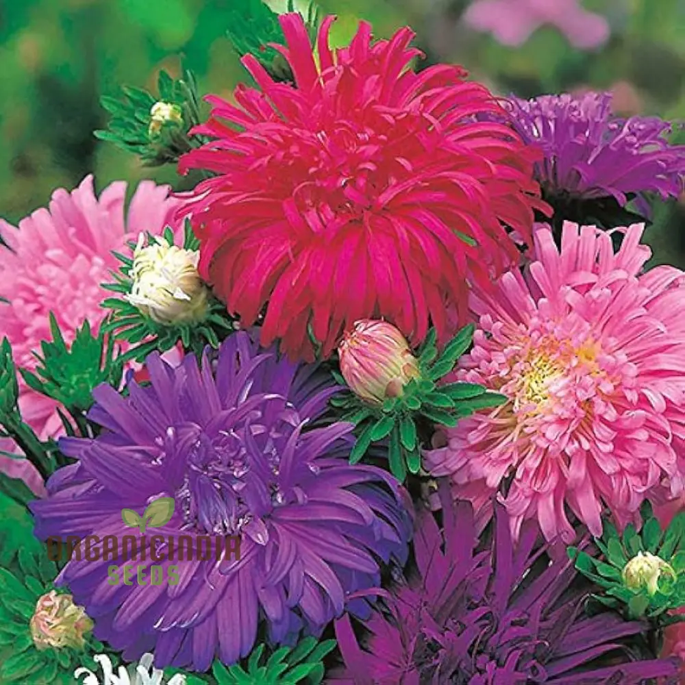 Aster Ostrich Plume Seeds - Cultivate Elegant, Feathery Blooms for Your Garden - Image 4