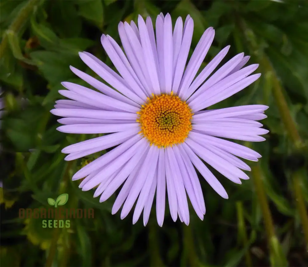 Aster Tongolensis Wartburg Star Seeds, Planting, 100 pcs