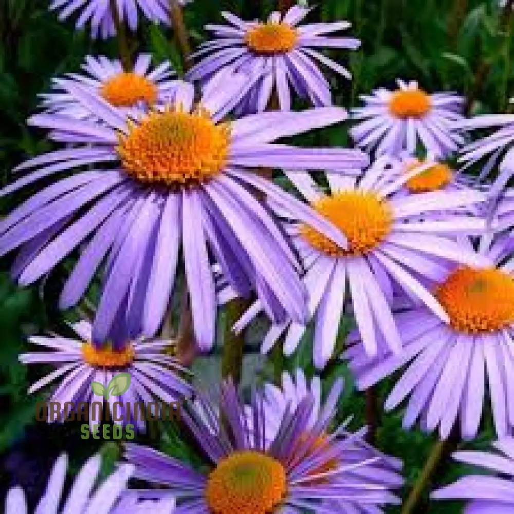 Aster Tongolensis Wartburg Star Seeds, Planting, 100 pcs - Image 3