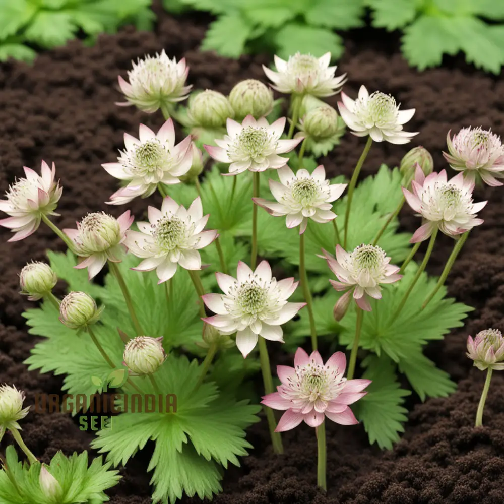 Astrantia Seeds – Masterwort Starry Blooms for Garden Planting