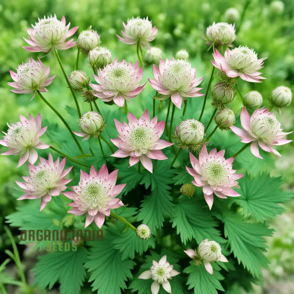Astrantia Seeds – Masterwort Starry Blooms for Garden Planting - Image 3