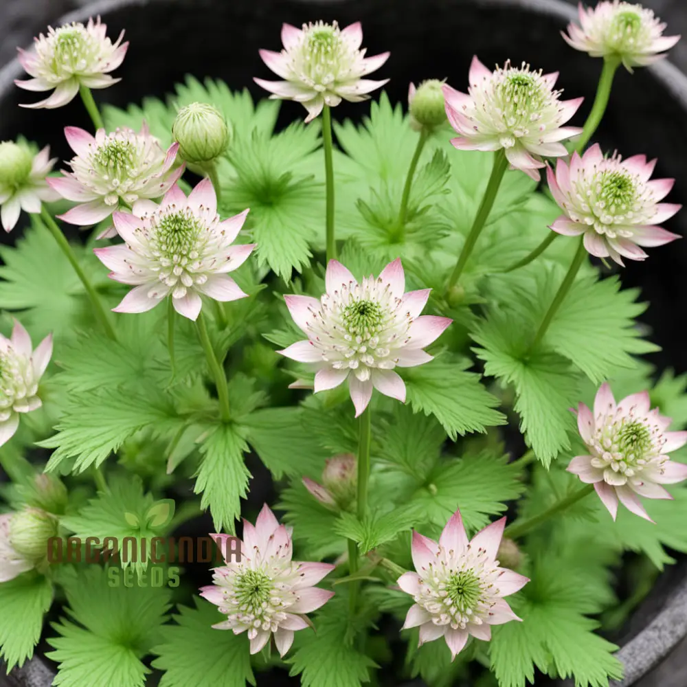 Astrantia Seeds – Masterwort Starry Blooms for Garden Planting - Image 4