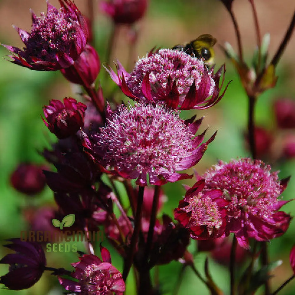 Astrantia Major Carmine Crown Seeds For Planting: Rare Garden Gem for Enthusiastic Gardeners - Image 3