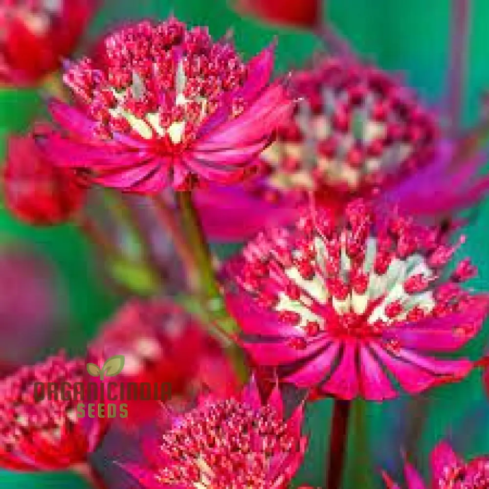 Astrantia Major Carmine Crown Seeds For Planting: Rare Garden Gem for Enthusiastic Gardeners - Image 4