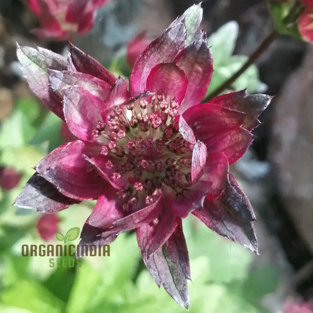 Astrantia Major 'Crimson Giant' for Your Garden: Premium Perennial Blooms for a Timeless Touch