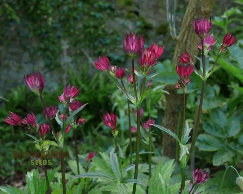 Astrantia Major 'Crimson Giant' for Your Garden: Premium Perennial Blooms for a Timeless Touch - Image 3
