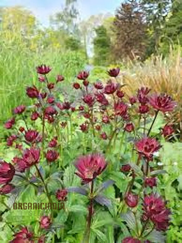 Astrantia Major 'Crimson Giant' for Your Garden: Premium Perennial Blooms for a Timeless Touch - Image 4