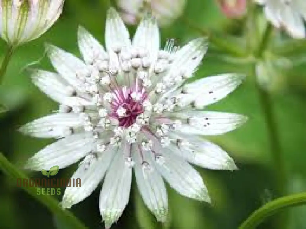 Astrantia Major Seeds For Planting: Premier Perennial for Enchanting Gardens | Shop Hardy Masterwort Plants Online"