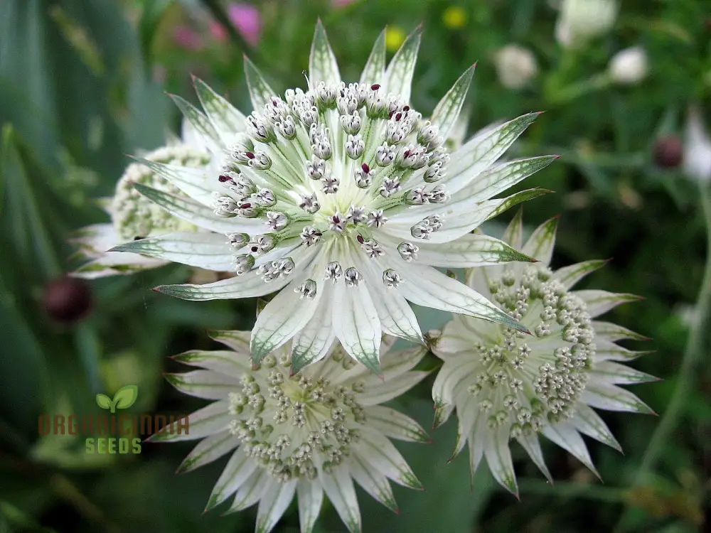 Astrantia Major Seeds For Planting: Premier Perennial for Enchanting Gardens | Shop Hardy Masterwort Plants Online" - Image 3