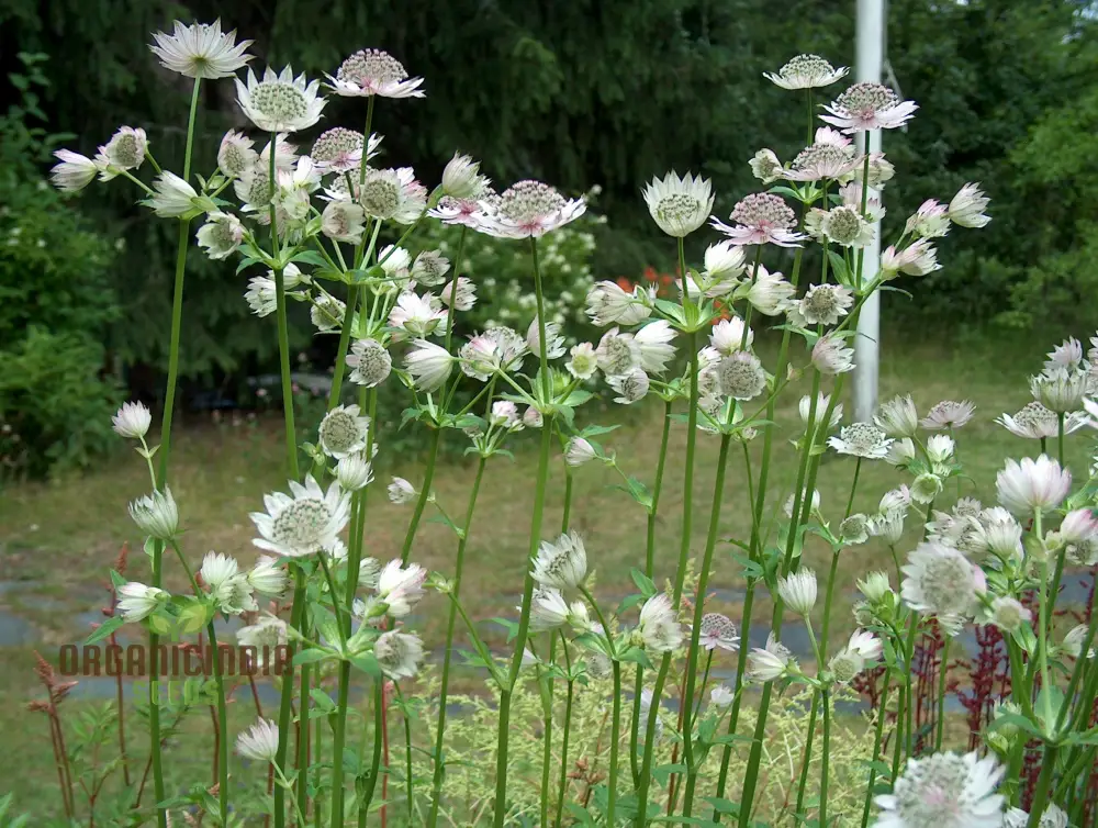 Astrantia Major Seeds For Planting: Premier Perennial for Enchanting Gardens | Shop Hardy Masterwort Plants Online" - Image 4