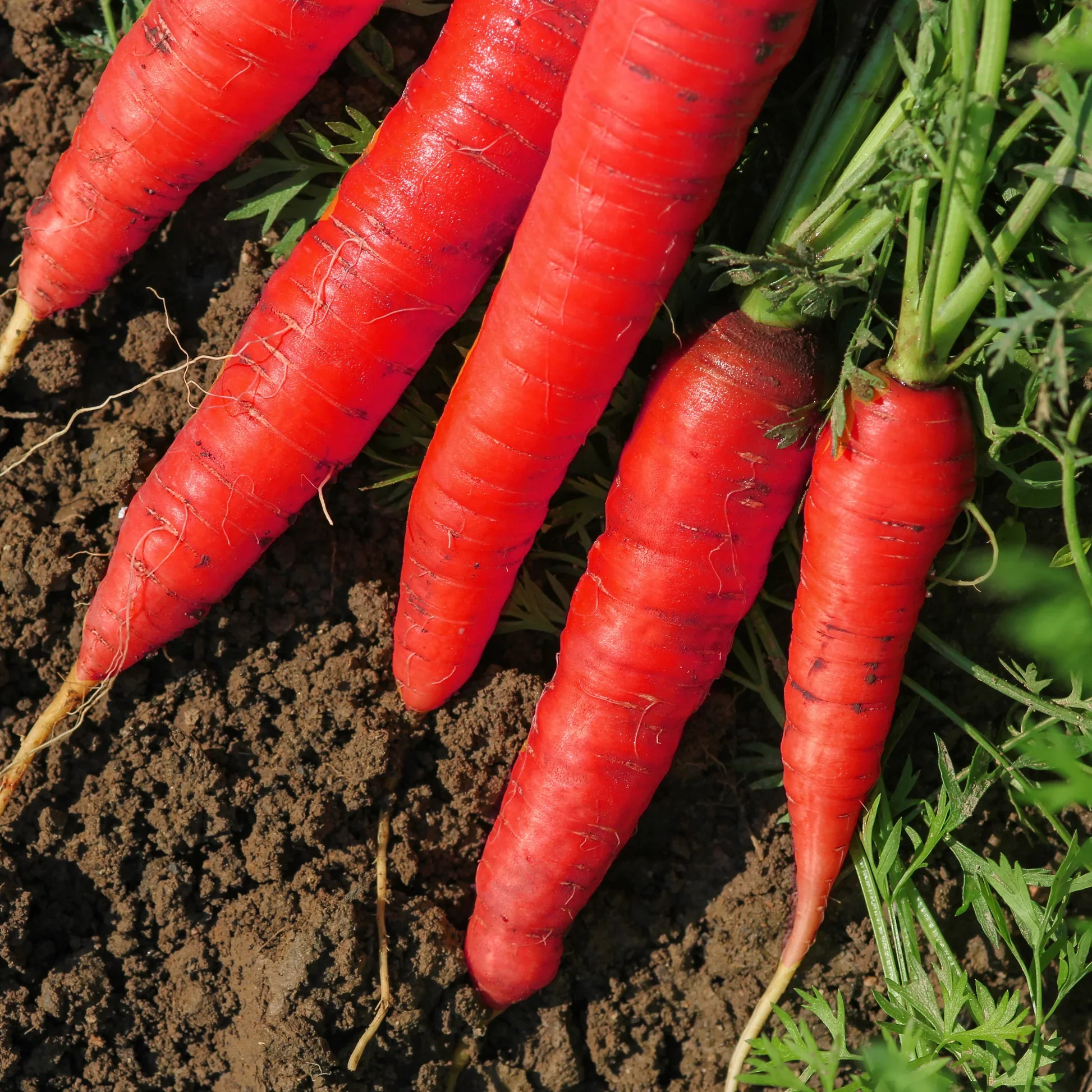 Atomic Red Carrot Seeds β Heirloom, Vibrant Red, Sweet & Nutritious