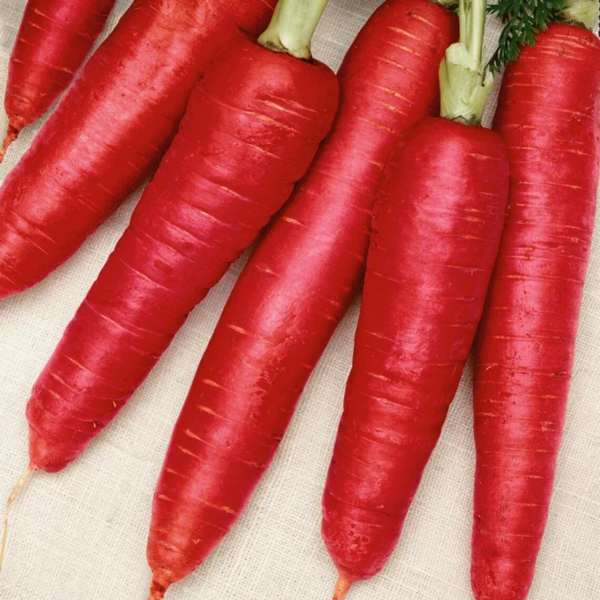 Atomic Red Carrot Seeds β Heirloom, Vibrant Red, Sweet & Nutritious - Image 2