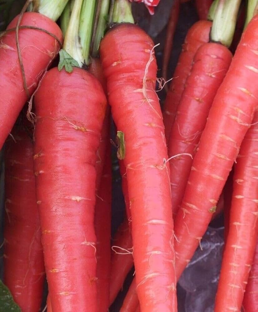 Atomic Red Carrot Seeds β Heirloom, Vibrant Red, Sweet & Nutritious - Image 3