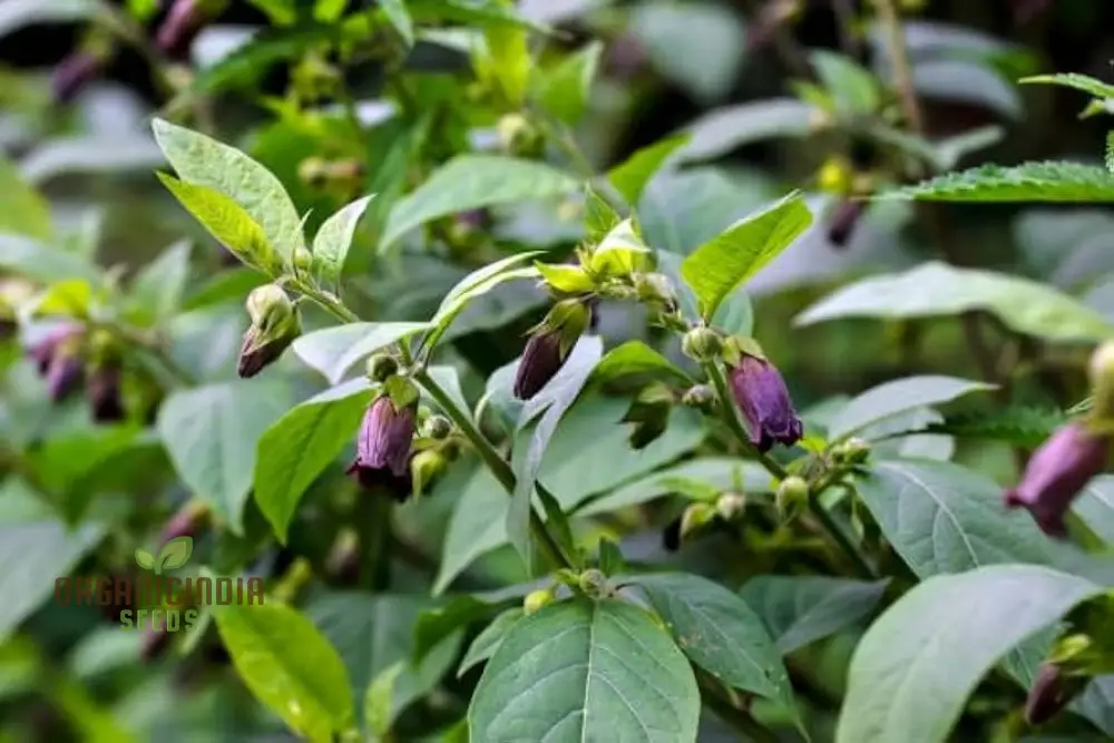 Atropa Belladonna Seeds For Planting: Cultivating Deadly Nightshade in Your Garden of Wonders - Image 3