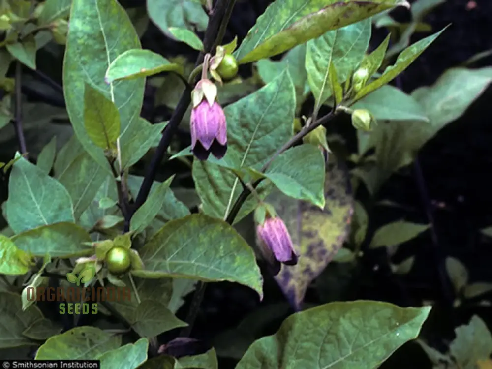 Atropa Belladonna Seeds For Planting: Cultivating Deadly Nightshade in Your Garden of Wonders - Image 4