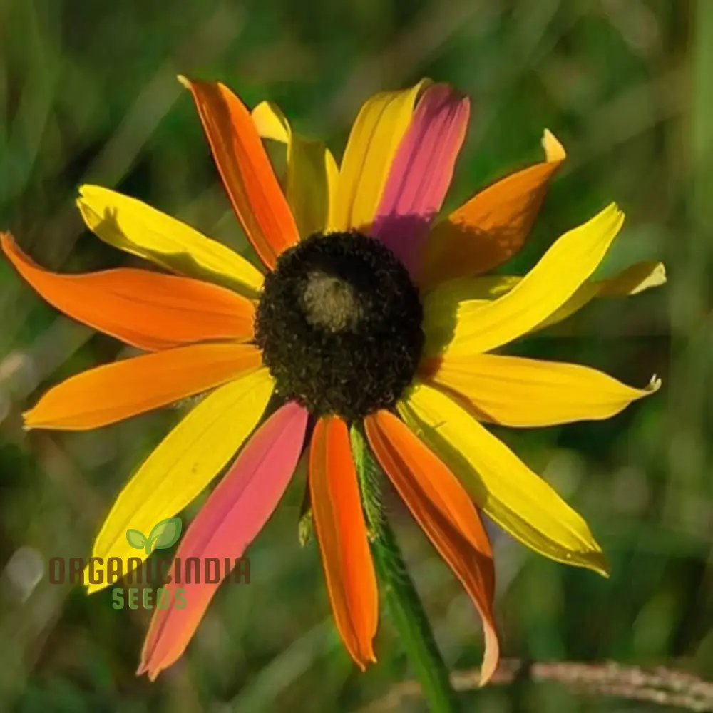 Multicolored Susan Flower Seeds for planting- Vibrant Blooms for Butterfly-Friendly Gardens - Image 3