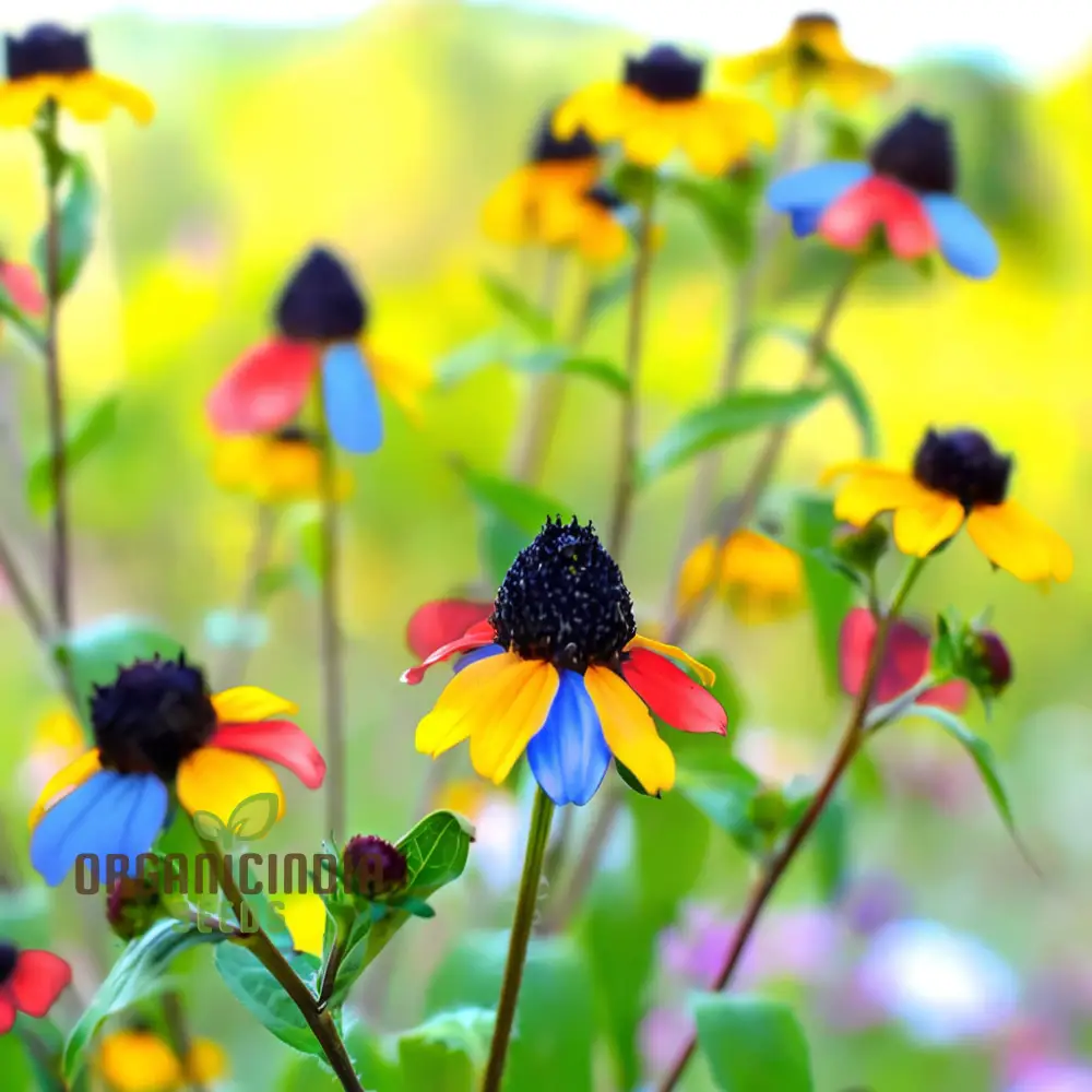 Multicolored Susan Flower Seeds for planting- Vibrant Blooms for Butterfly-Friendly Gardens - Image 4