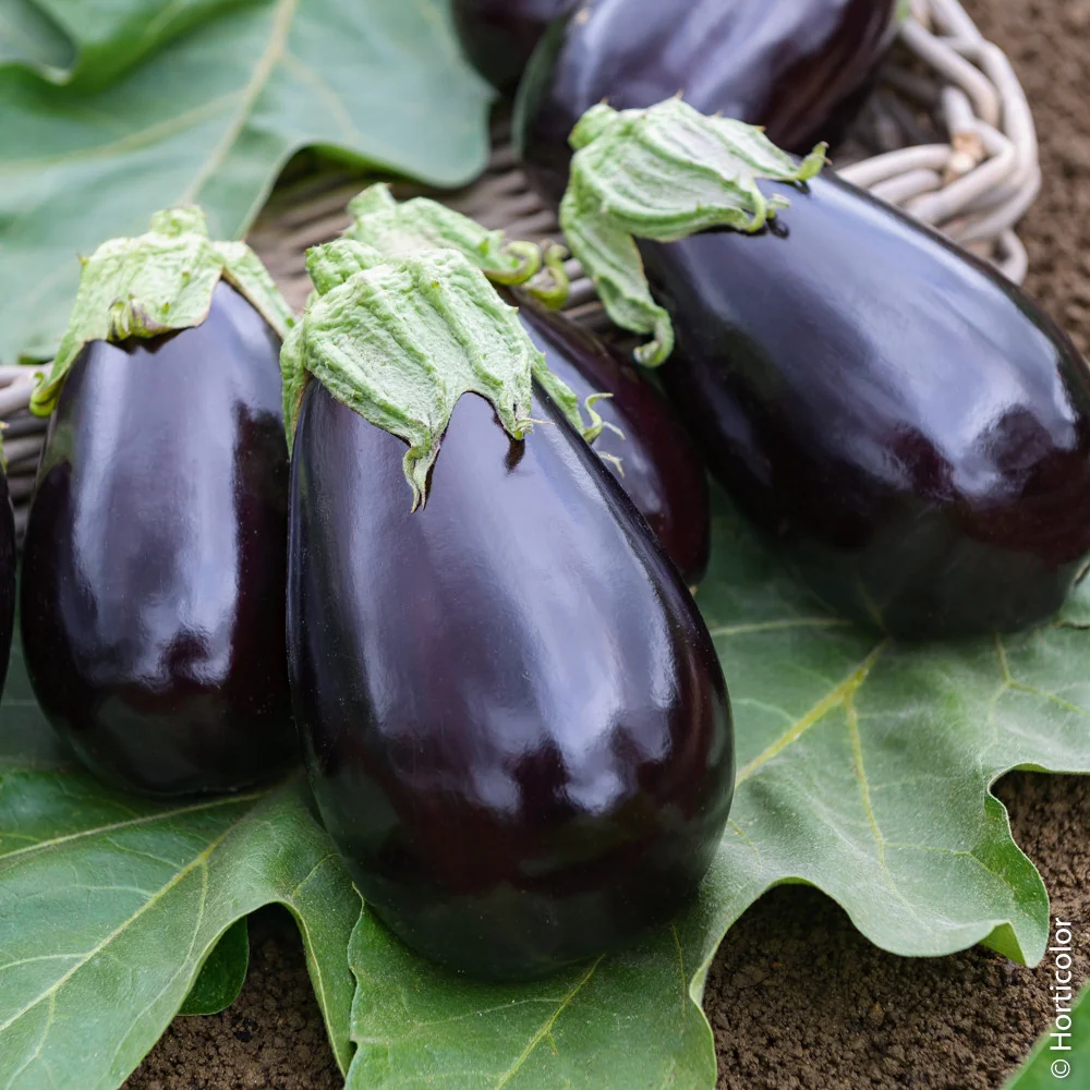 Aubergine 'Bonica' F1 Hybrid Seeds for Gardening Enthusiasts | Premium Quality Vegetable Seeds - Image 5