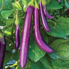 Aubergine 'Farmers Long' F1 Hybrid Seeds for Gardening Enthusiasts | High-Yield Organic Eggplant Seeds - Image 3
