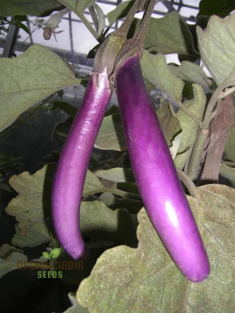 Aubergine 'Farmers Long' F1 Hybrid Seeds for Gardening Enthusiasts | High-Yield Organic Eggplant Seeds - Image 4