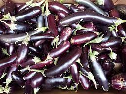 Aubergine 'Farmers Long' F1 Hybrid Seeds for Gardening Enthusiasts | High-Yield Organic Eggplant Seeds - Image 5