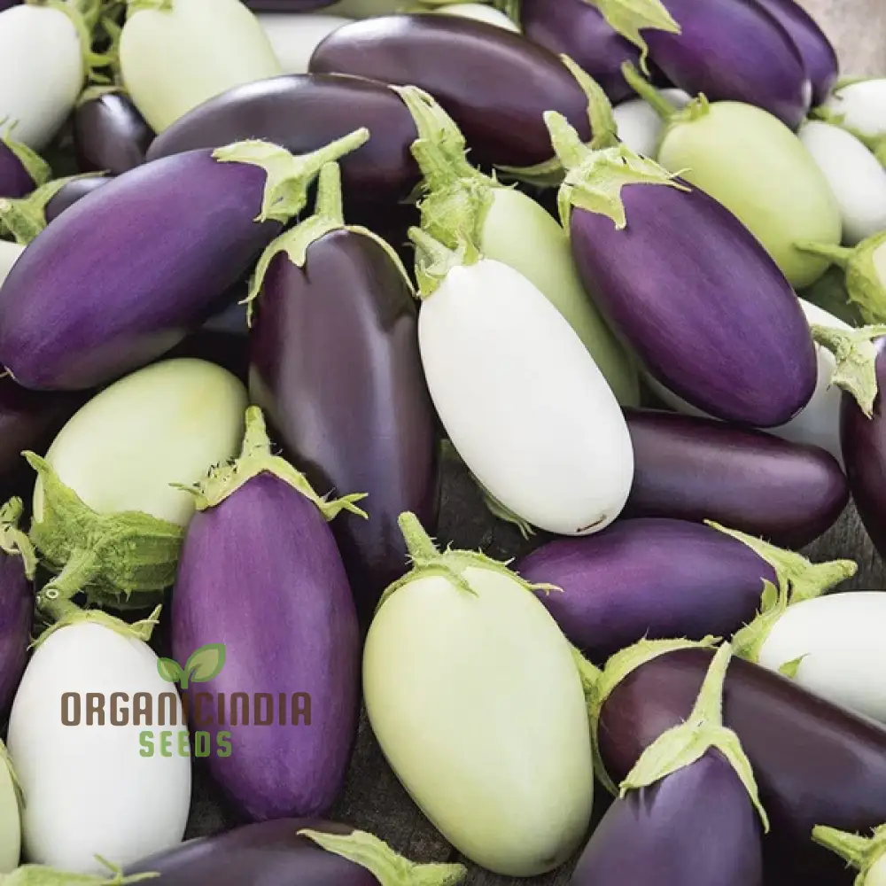 Aubergine Jewel F1 Mix Vegetable Seeds For Planting, Premium Mixed Seeds for High-Yield, Flavorful Aubergines