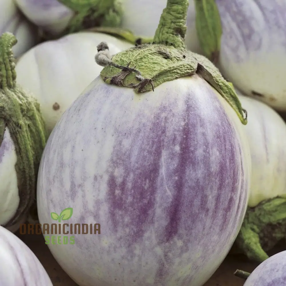 Aubergine Jewel F1 Mix Vegetable Seeds For Planting, Premium Mixed Seeds for High-Yield, Flavorful Aubergines - Image 3