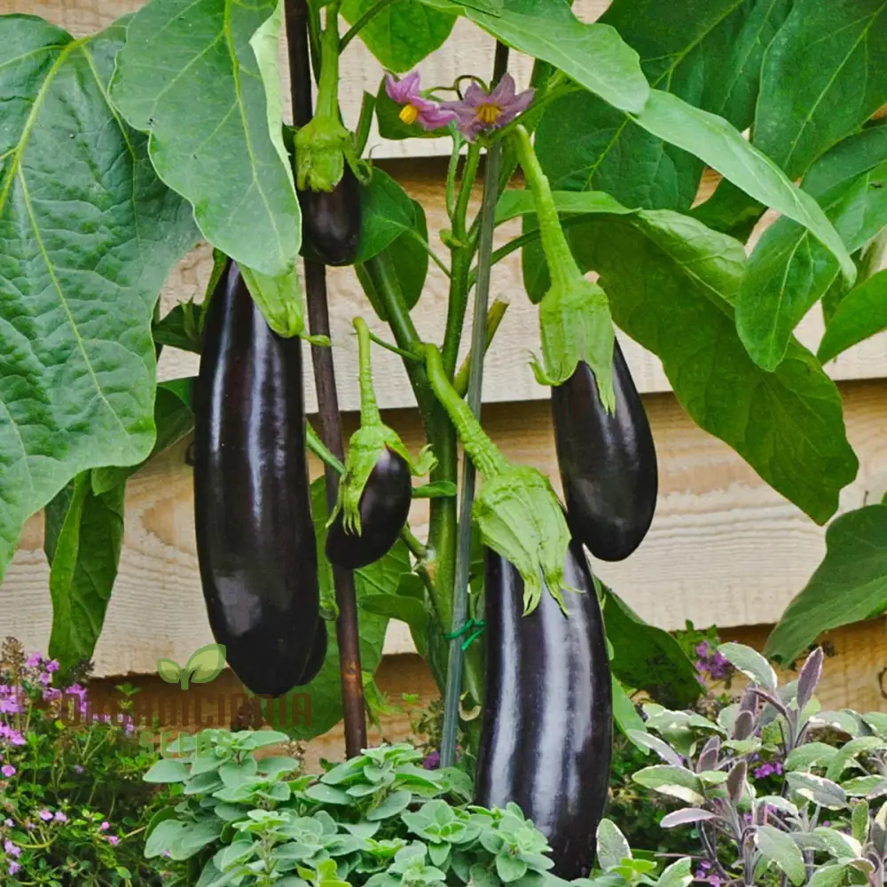 Aubergine or Eggplant F1 Seeds for Planting, Premium Vegetable Seeds for Your Garden