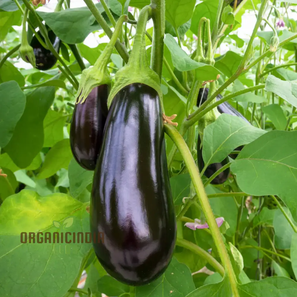 Aubergine or Eggplant F1 Seeds for Planting, Premium Vegetable Seeds for Your Garden - Image 3