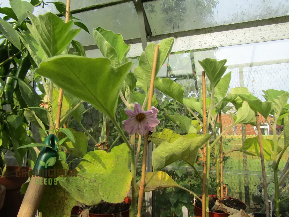 Aubergine or Eggplant F1 Seeds for Planting, Premium Vegetable Seeds for Your Garden - Image 4