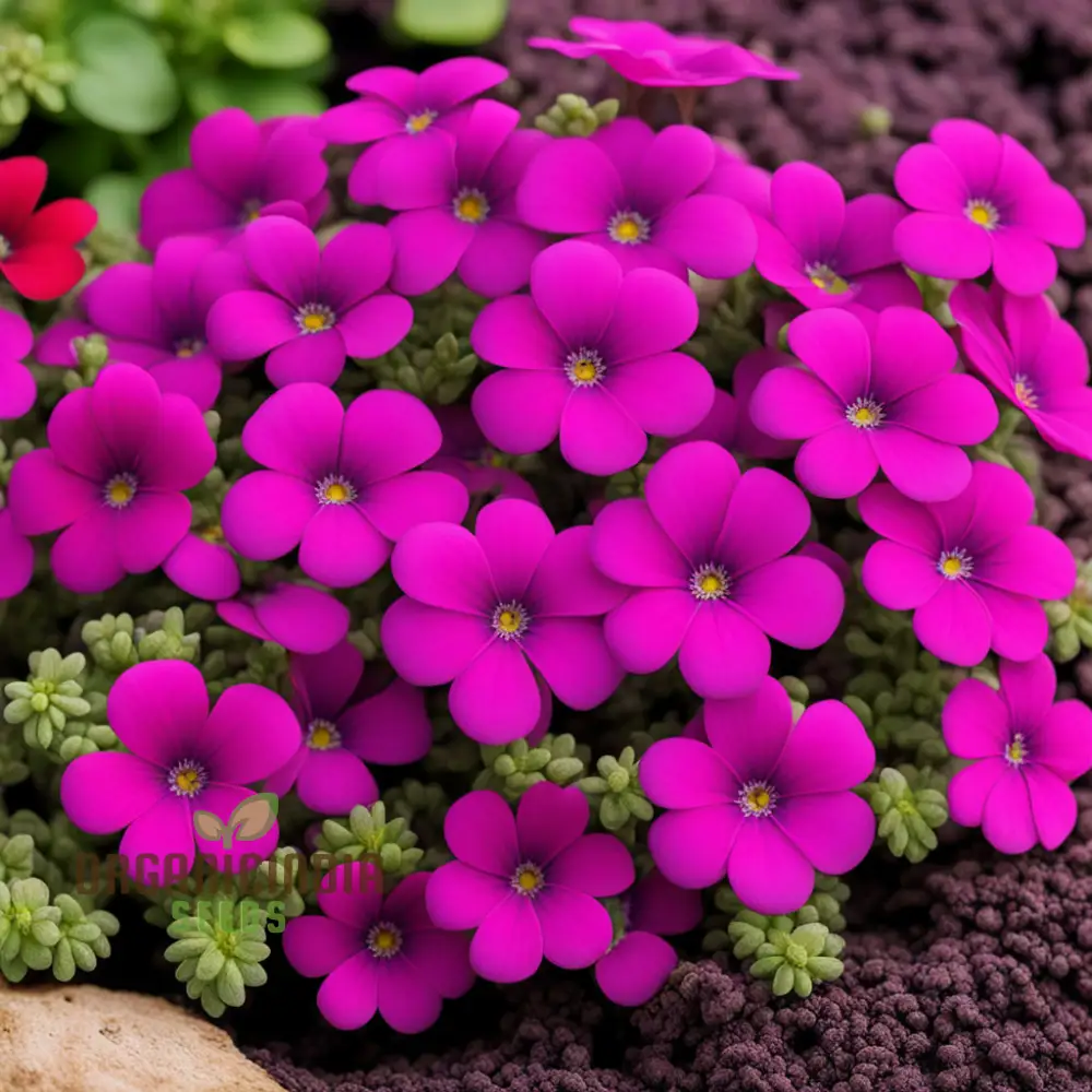 Aubrieta Purple Pink Flower Seeds, High-Quality Seeds for Vibrant Rock Garden Blooms and Planting