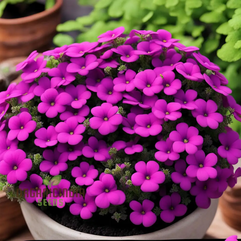 Aubrieta Purple Pink Flower Seeds, High-Quality Seeds for Vibrant Rock Garden Blooms and Planting - Image 3