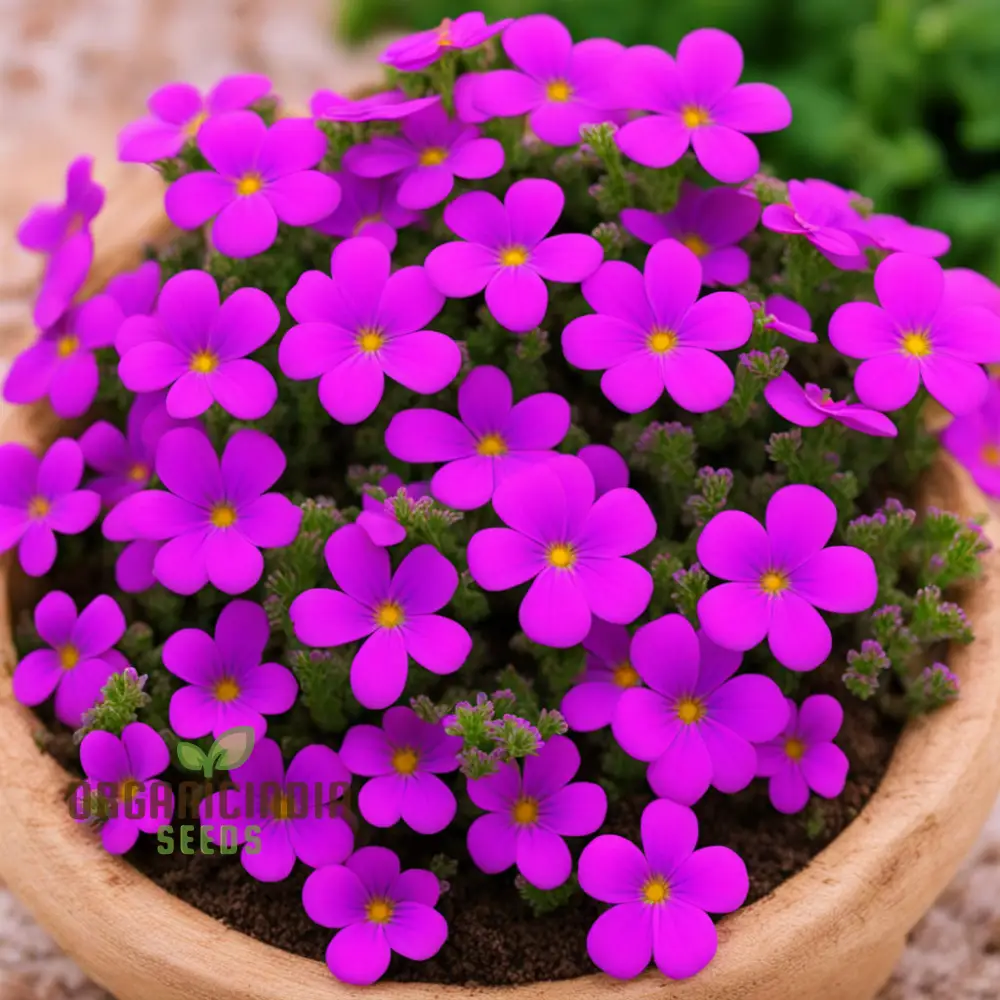 Aubrieta Purple Pink Flower Seeds, High-Quality Seeds for Vibrant Rock Garden Blooms and Planting - Image 4