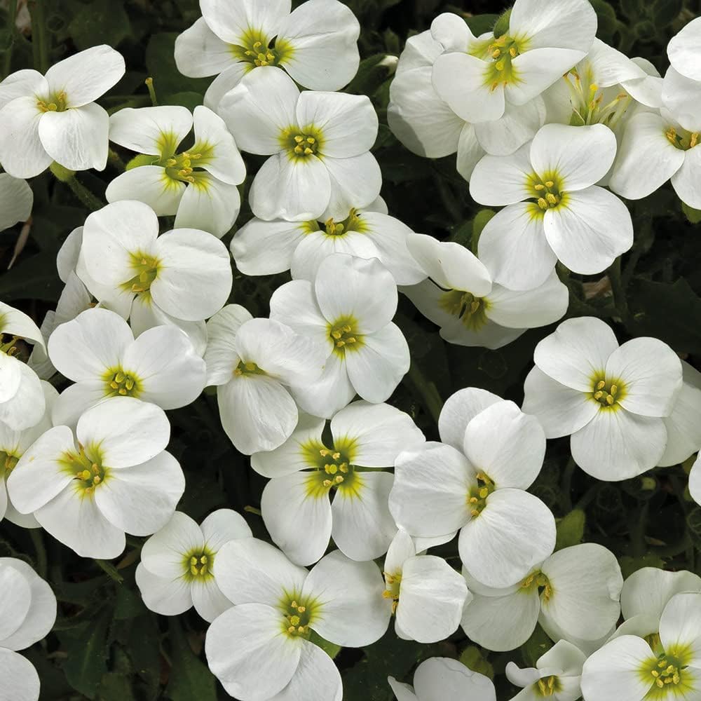 Aubrieta Rock Cascade Flower Seeds - White for Planting & Stunning Groundcover