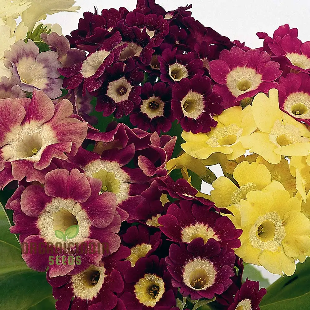 Auricula Seeds (Auricula Alpine Mixed Seeds) - Beautiful Alpine Mix for Gardens