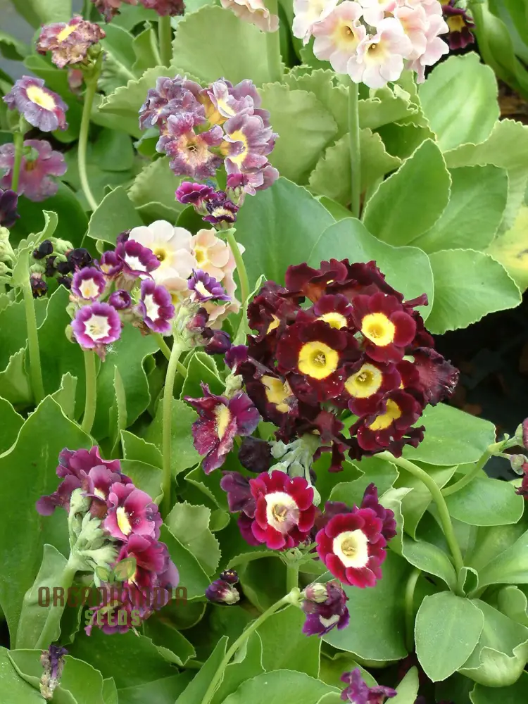 Auricula Seeds (Auricula Alpine Mixed Seeds) - Beautiful Alpine Mix for Gardens - Image 3