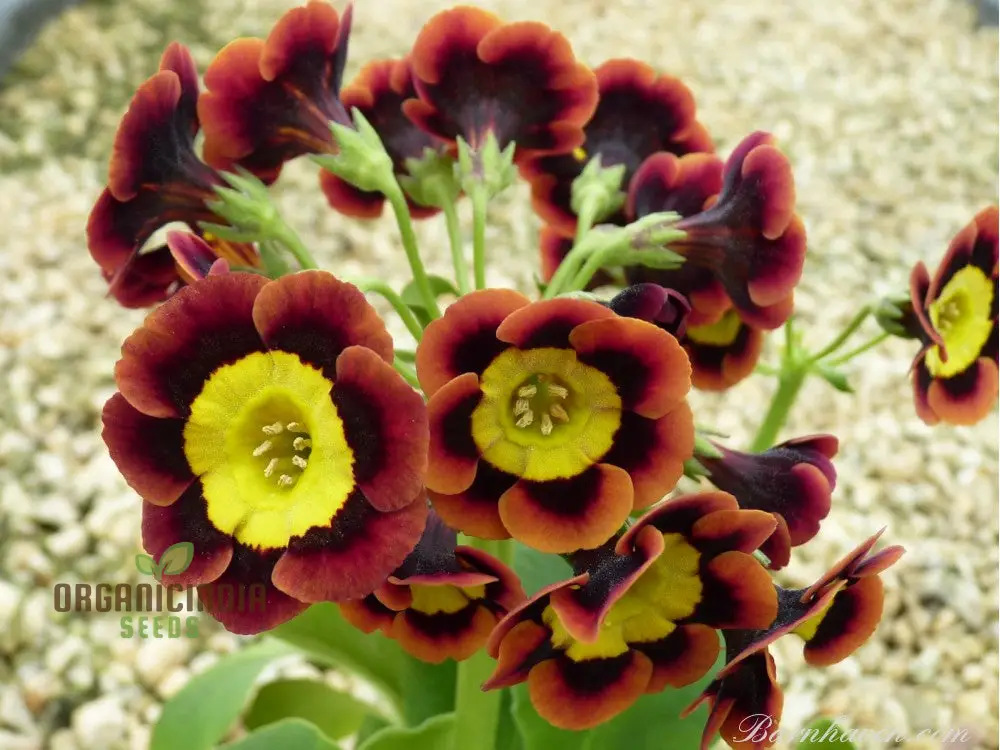 Auricula Seeds (Auricula Alpine Mixed Seeds) - Beautiful Alpine Mix for Gardens - Image 4
