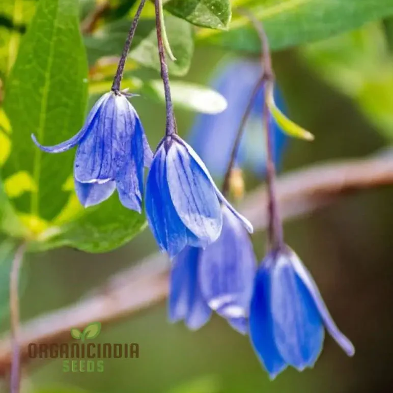 Australian Climbing Bluebell Wildflower Seeds - Planting Guide Included, Rare Wildflower Seeds