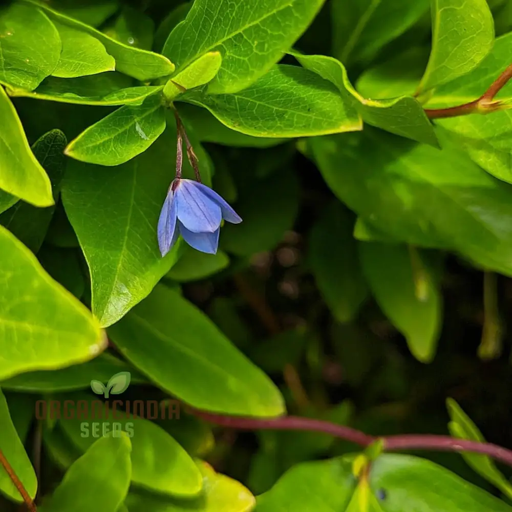 Australian Climbing Bluebell Wildflower Seeds - Planting Guide Included, Rare Wildflower Seeds - Image 3