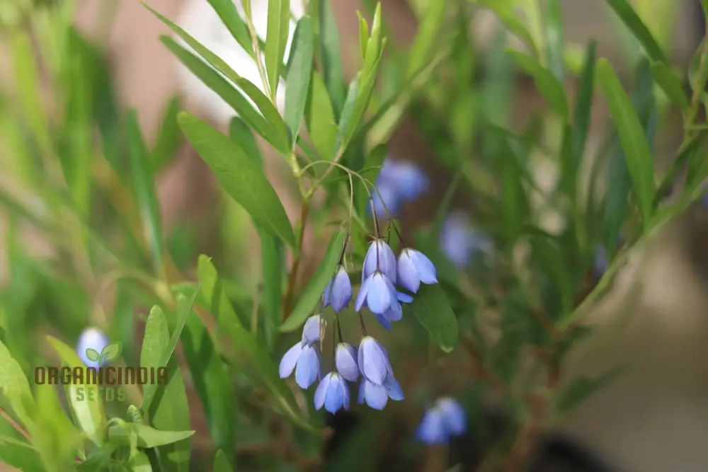 Australian Climbing Bluebell Wildflower Seeds - Planting Guide Included, Rare Wildflower Seeds - Image 4