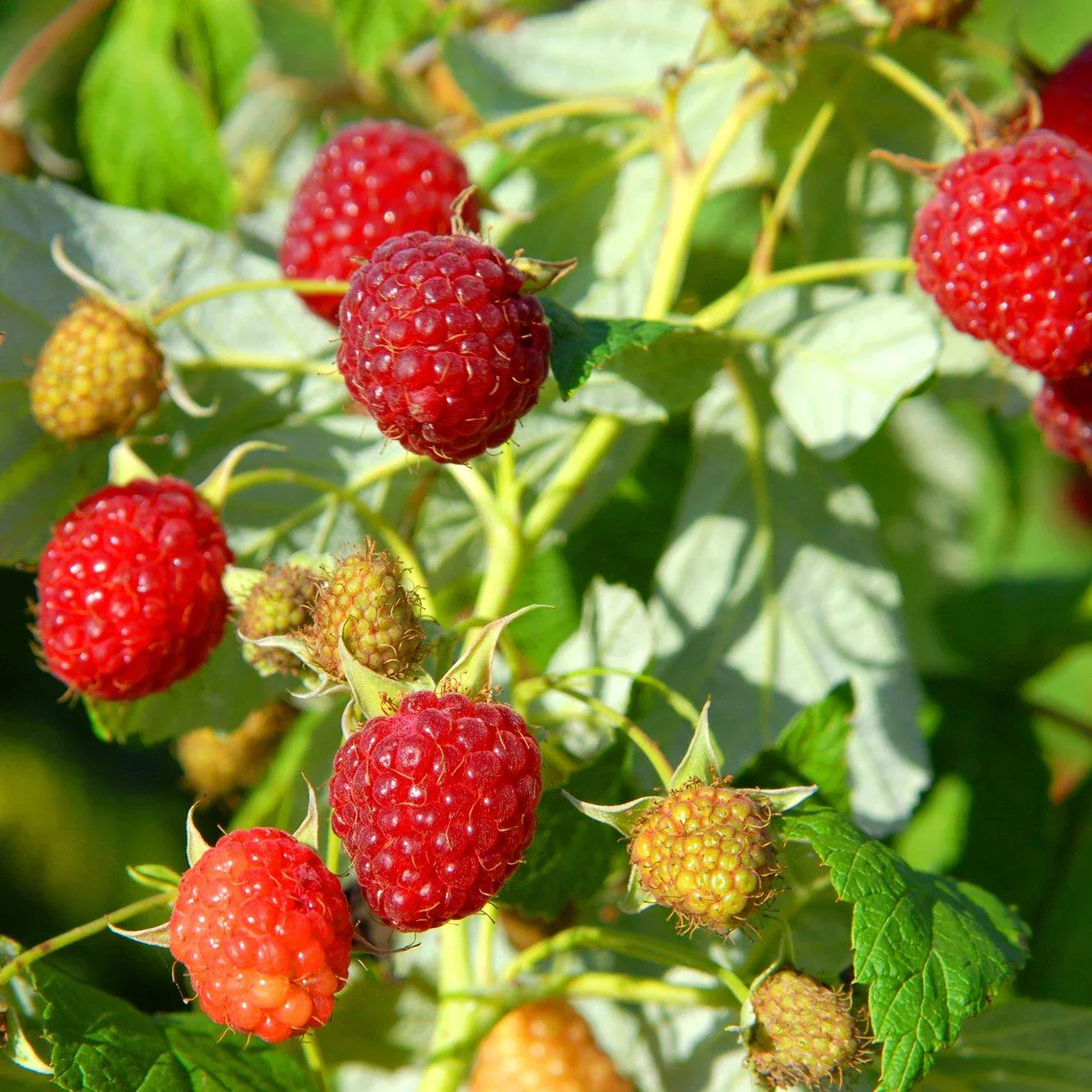 Australian Raspberry Fruit Seeds