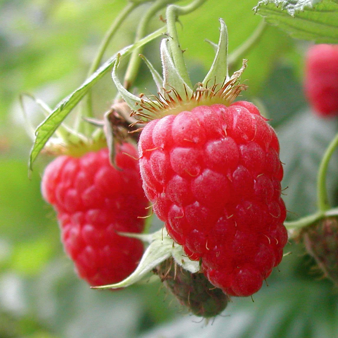 Australian Raspberry Fruit Seeds - Image 5