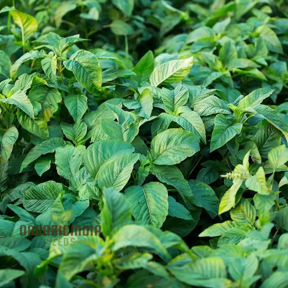 Authentic Jamaican Callaloo Plant Seeds for Your Lush Garden: Start Your Gardening Journey with Premium Seeds